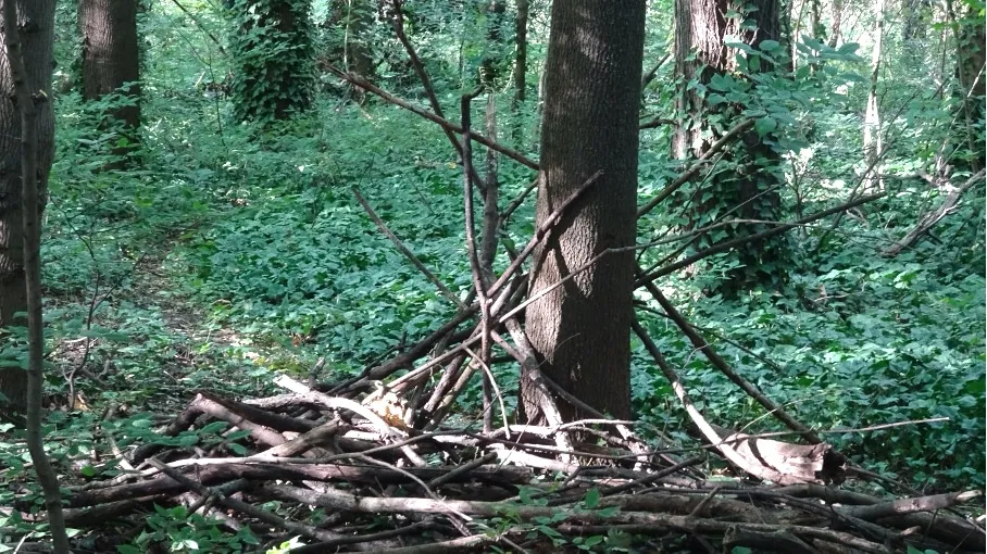 Bigfoot