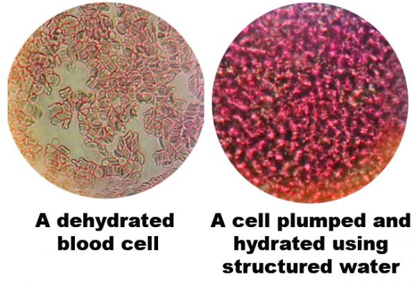 Structured Blood Cell