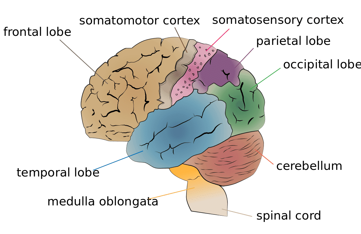 Human Brain