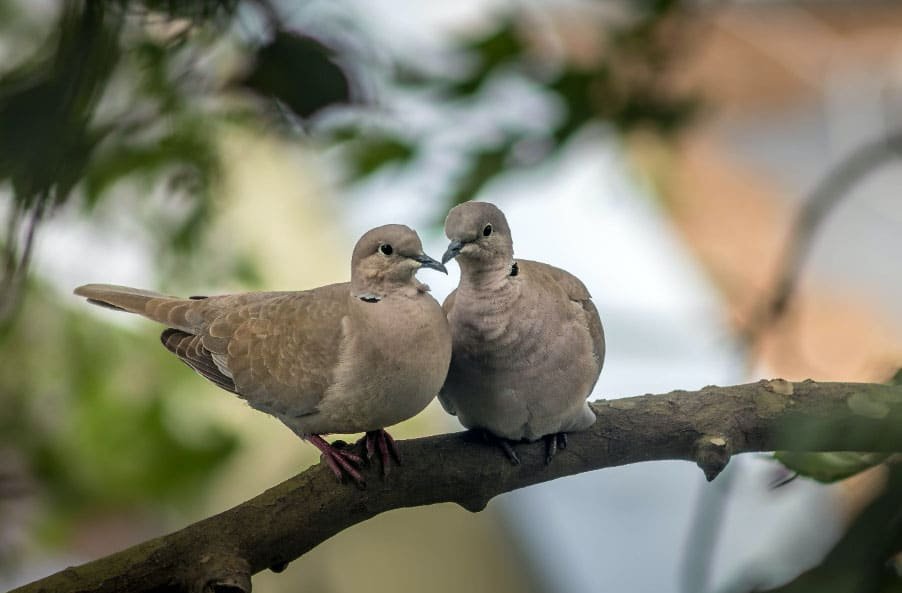 Doves