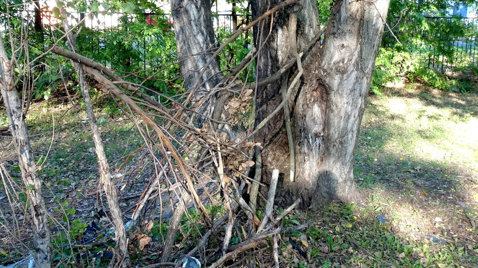 Urban Sasquatch Mysteries
