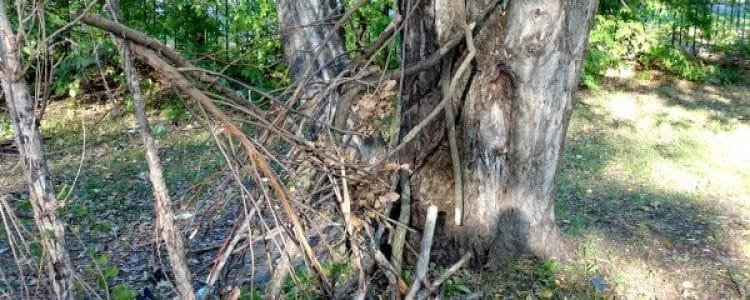 Urban Sasquatch Mysteries