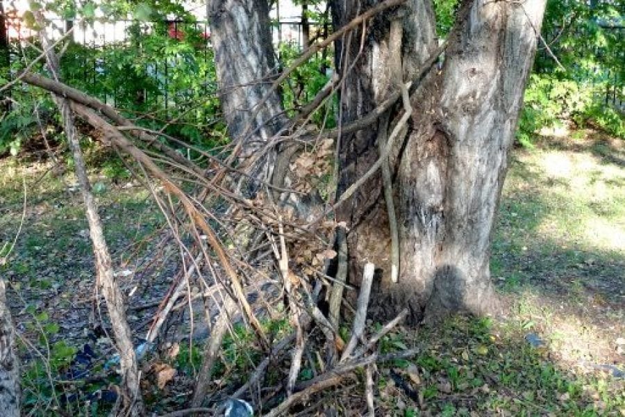 Urban Sasquatch Mysteries