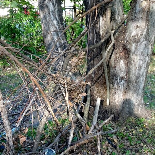 Urban Sasquatch Mysteries