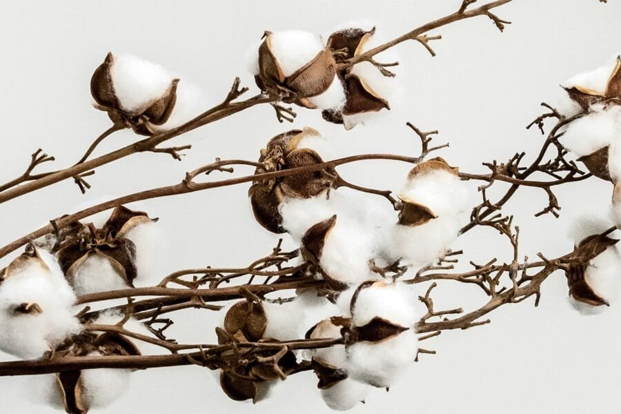 Emma · A Past Life Regression to 1836