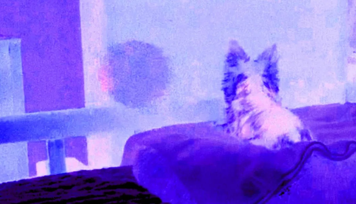 Animal Paranormal