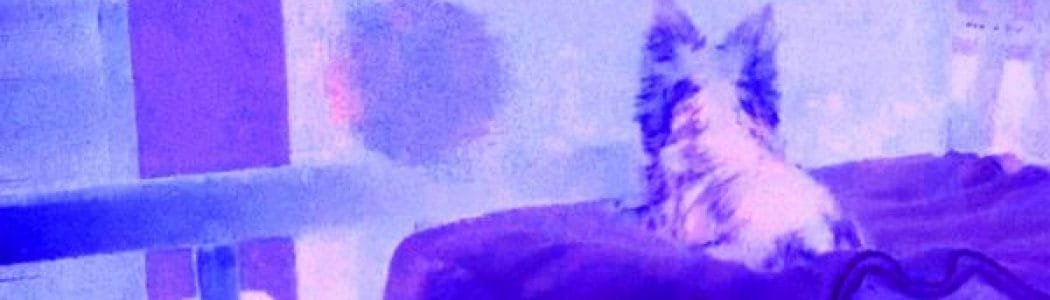 Can Animals See the Paranormal?