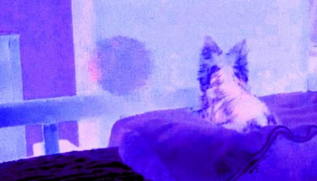 Can Animals See the Paranormal?