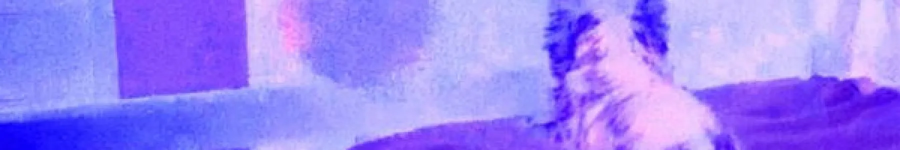 Can Animals See the Paranormal?