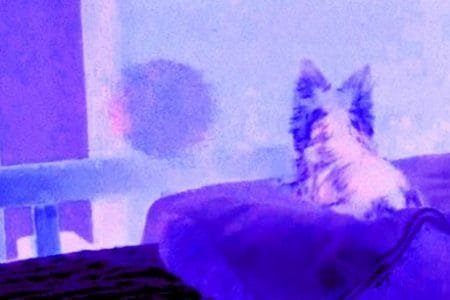 Can Animals See the Paranormal?