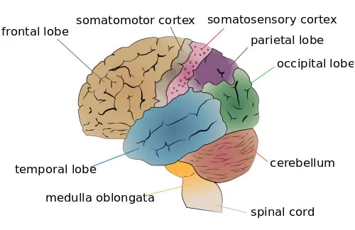 Brain