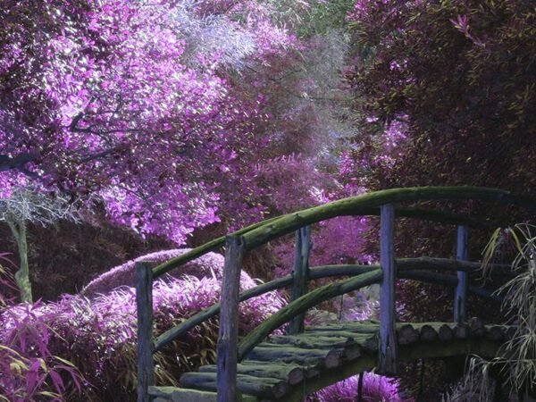 Surviving the Fairy Tale Surviving the Fairy Tale