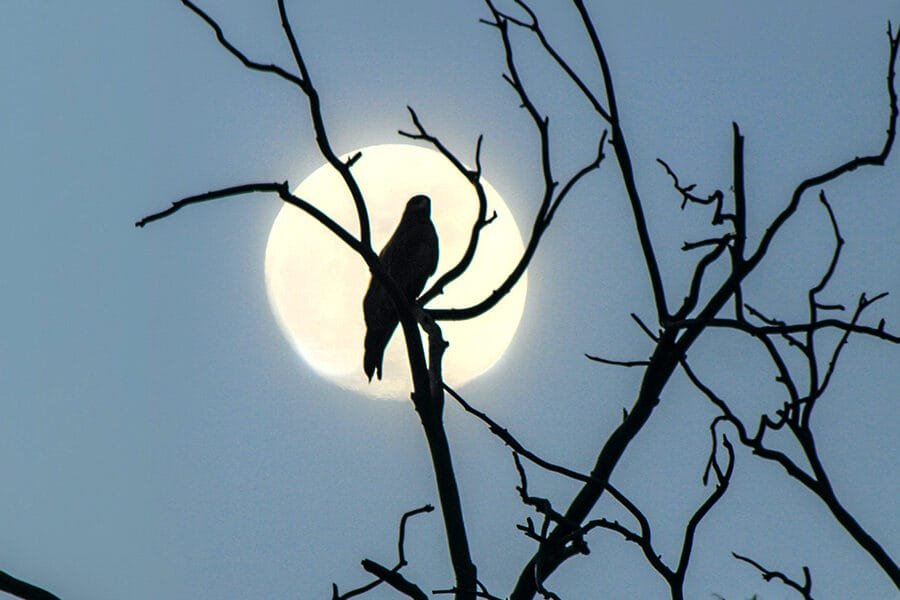 My First Lucid Dream Became My First Out of Body Experience