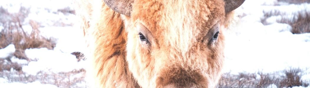 White Buffalo