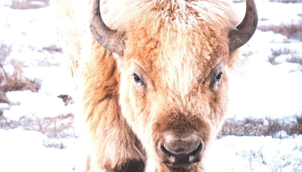 White Buffalo