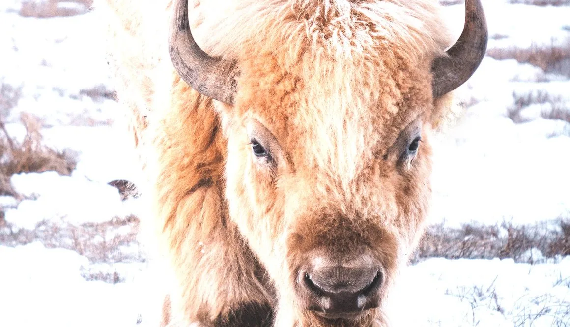 White Buffalo