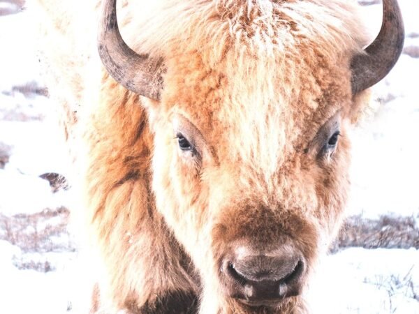 White Buffalo White Buffalo