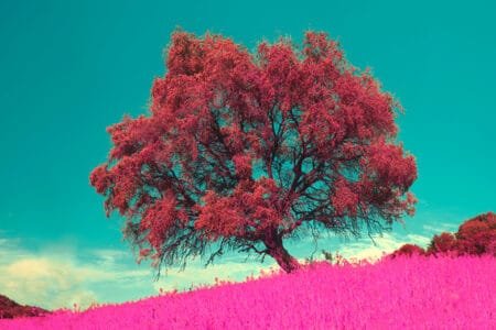 The Secret of Dreams The Secret of Dreams