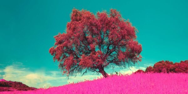 The Secret of Dreams The Secret of Dreams