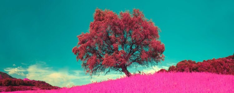 The Secret of Dreams