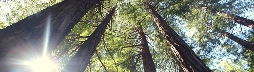 Enlightenment… and What Then?