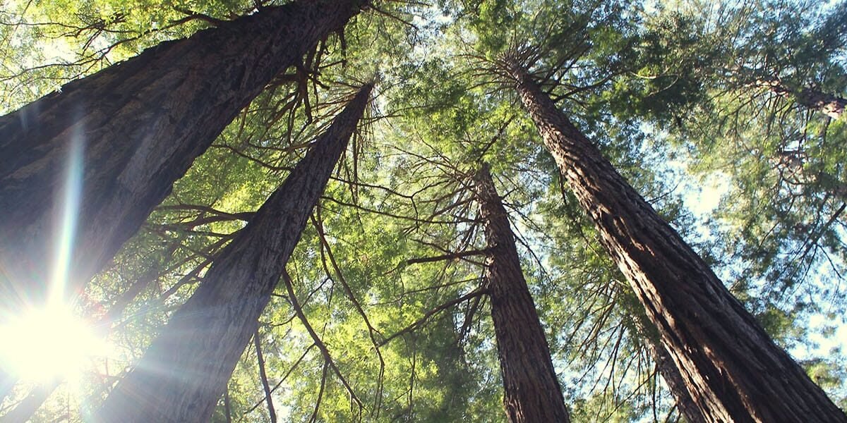Enlightenment… and What Then?