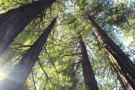 Enlightenment… and What Then? Enlightenment… and What Then?