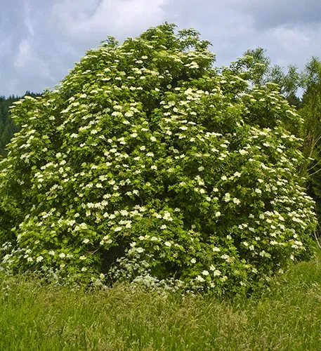 Elder