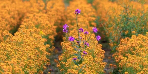 I am an Anomaly I am an Anomaly