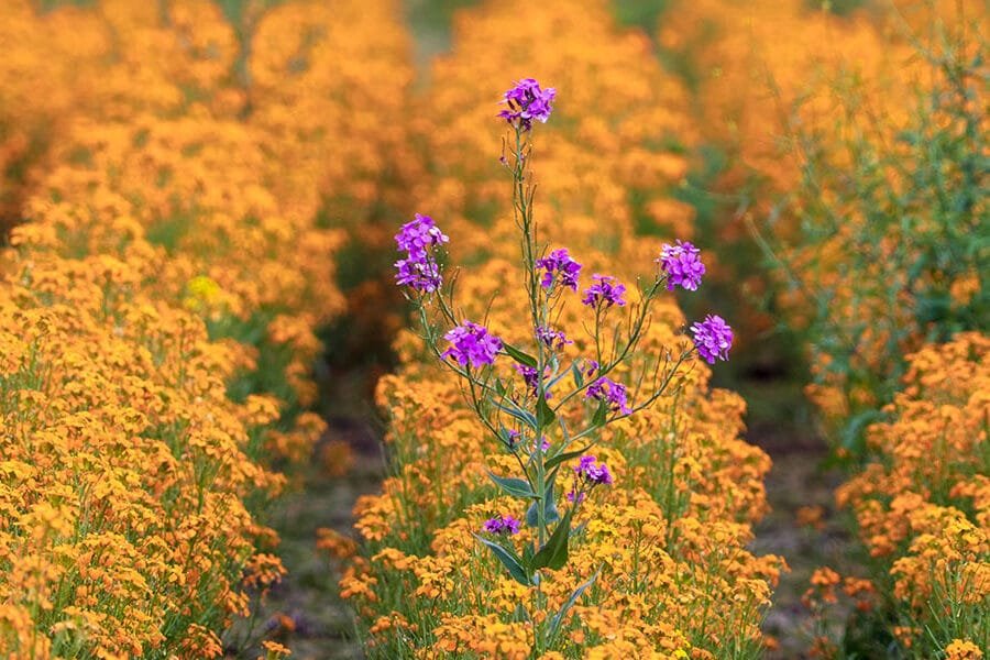 I am an Anomaly I am an Anomaly