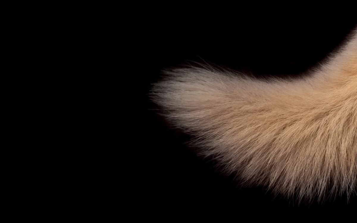 Tails from the Astral Plane