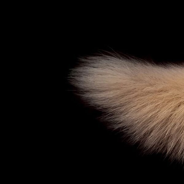 Tails from the Astral Plane