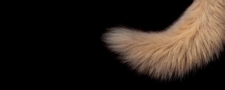 Tails from the Astral Plane