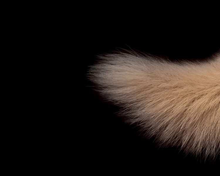 Tails from the Astral Plane