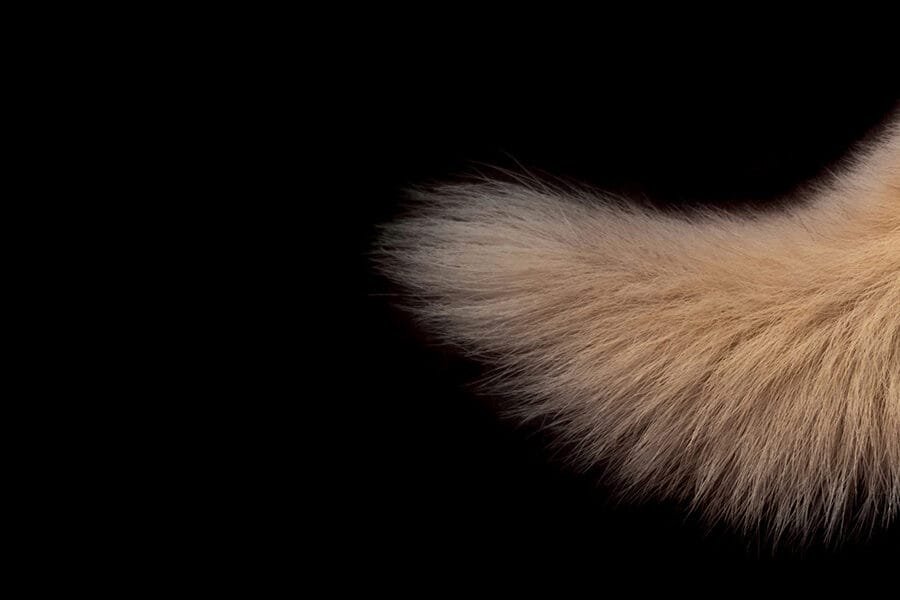 Tails from the Astral Plane