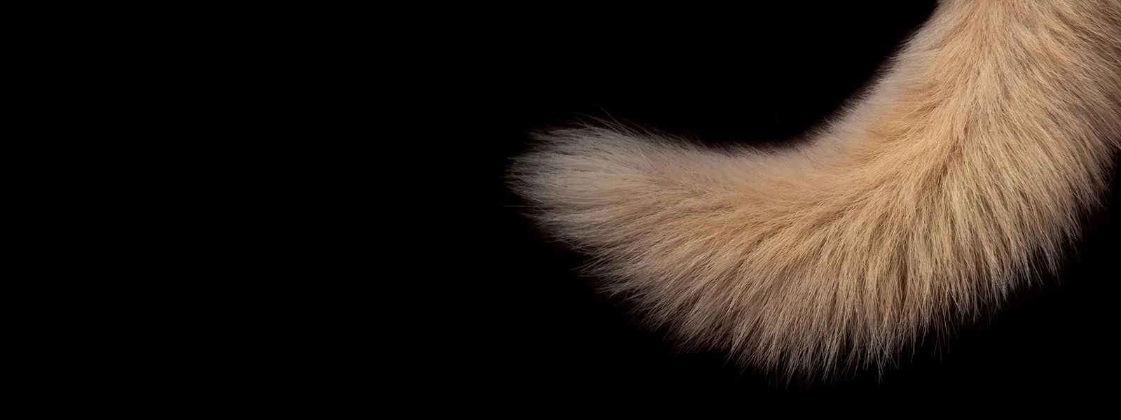 Tails from the Astral Plane