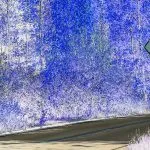 Living Near Sasquatch