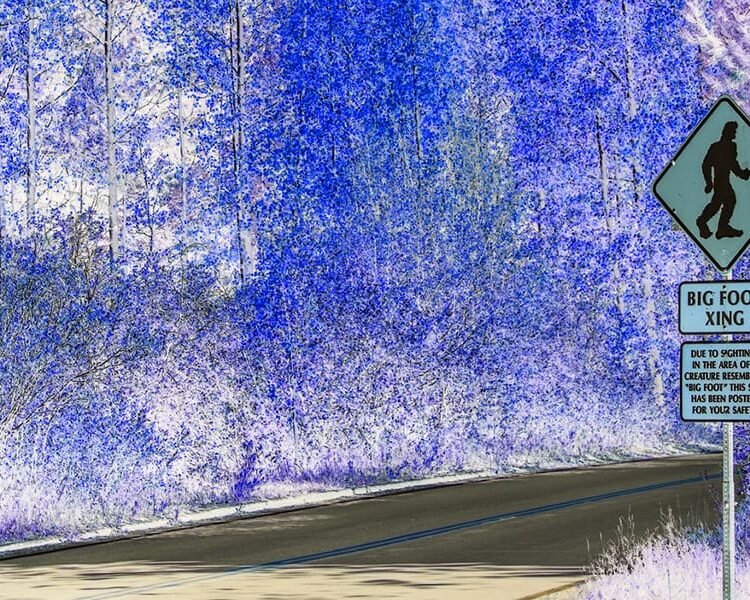 Living Near Sasquatch