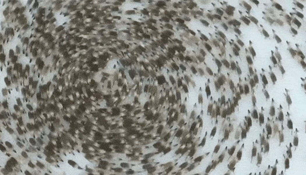 Insects, Birds, and Animals Walking in Circles