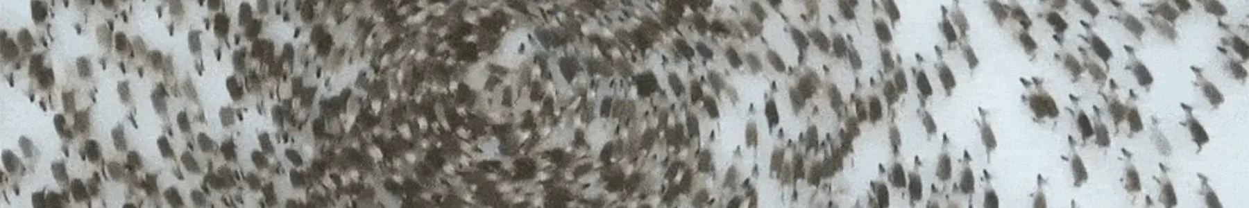 Insects, Birds, and Animals Walking in Circles