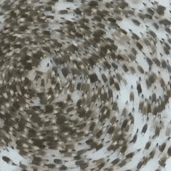 Insects, Birds, and Animals Walking in Circles