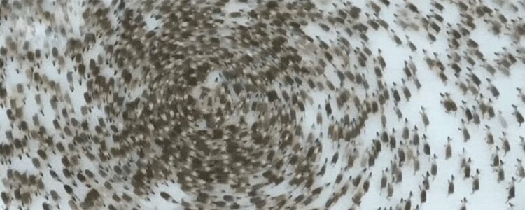 Insects, Birds, and Animals Walking in Circles