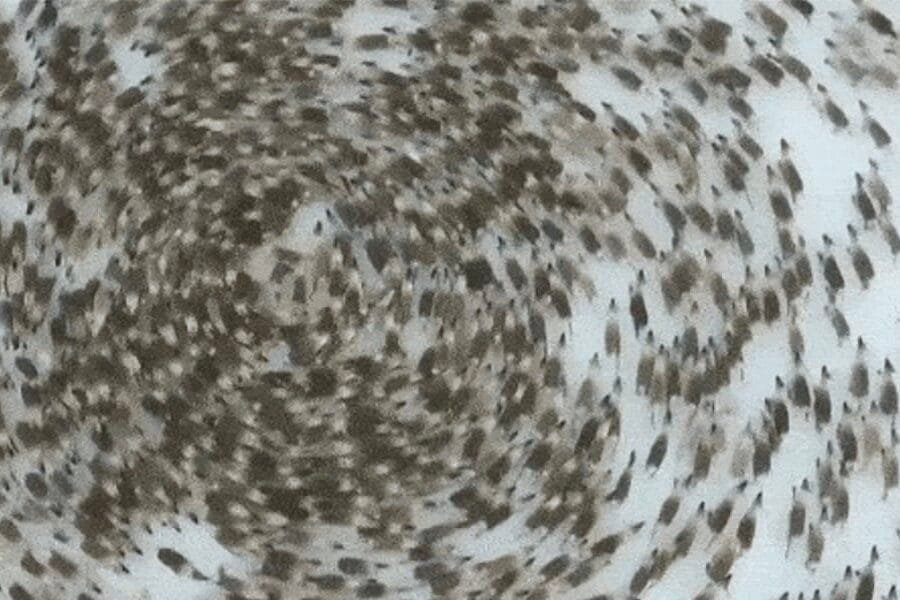 Insects, Birds, and Animals Walking in Circles