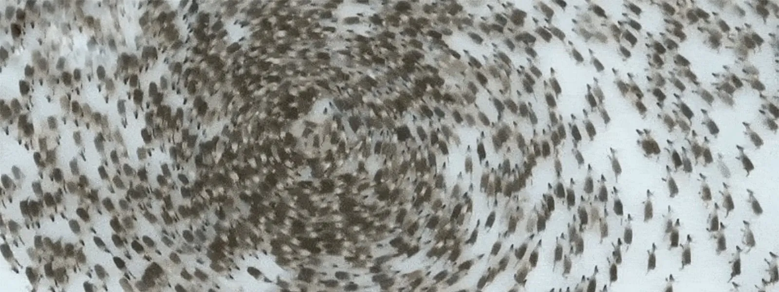 Animals walking in circles