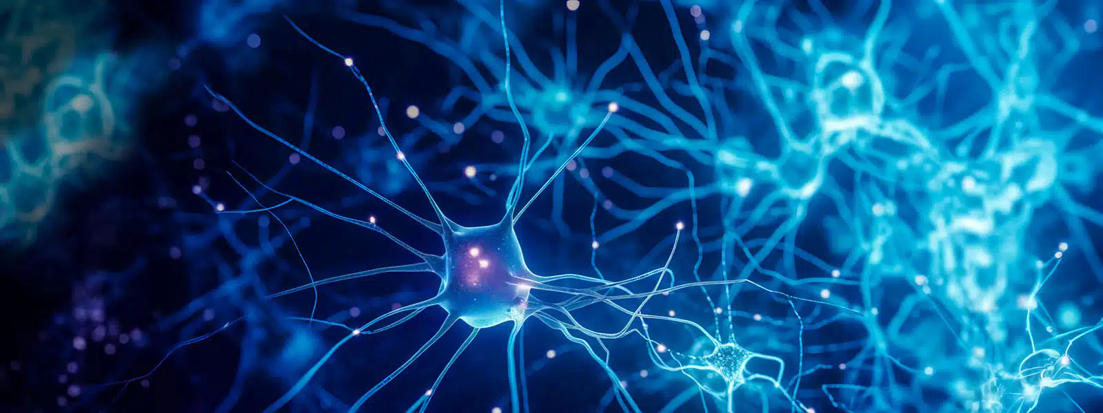 Somatosensory Cortex