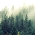 Forrest
