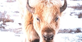 White Buffalo